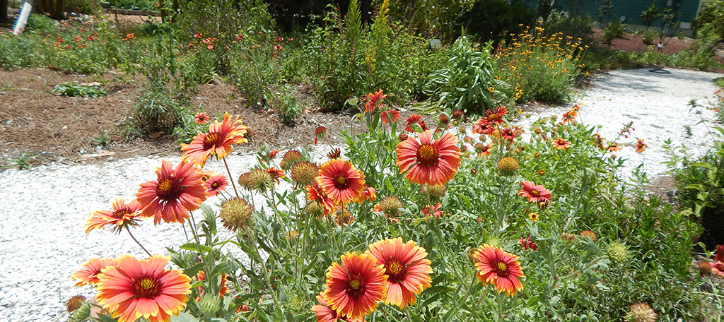 Photo of flowers